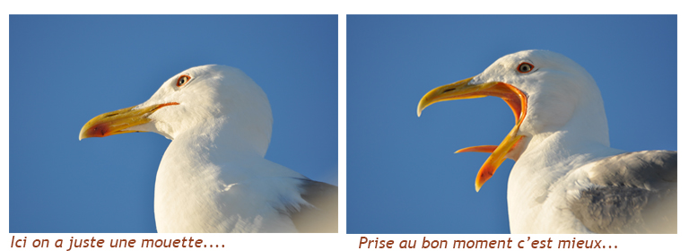 mouette.jpg