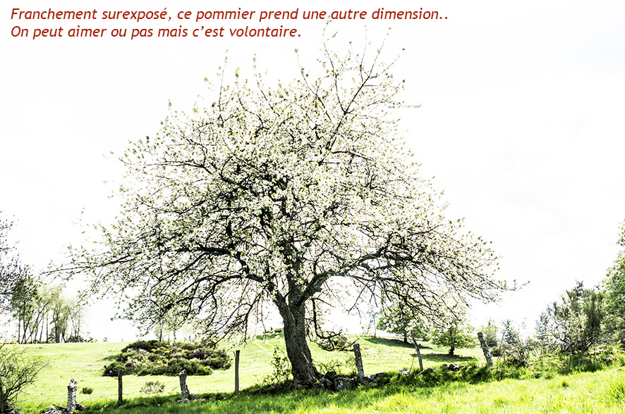pommier.jpg